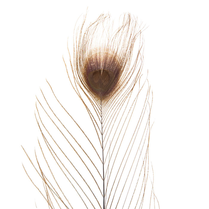 Brown Dyed Peacock Feather Pick Hobby Lobby 273581